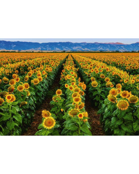 Puzzle 1000 Piezas - Campo de Girasoles - Ravensburger