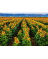 Puzzle 1000 Piezas - Campo de Girasoles - Ravensburger