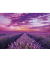 Puzzle 1000 piezas - Lavender Field - Clementoni