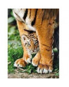 Puzzle 500 piezas - Bengal Tiger Cub - Clementoni
