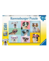 Puzzle 150 piezas XXL - Perros Con Gafas - Ravensburger