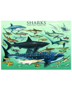 Puzzle 1000 piezas - Sharks - Eurographics
