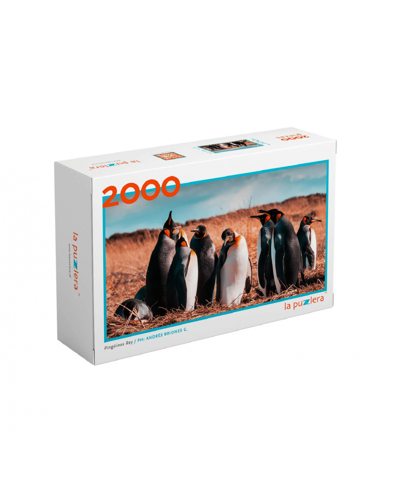 Puzzle 2000 piezas - Pingüinos Rey - La Puzzlera