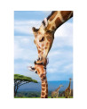 Puzzle 250 piezas - Giraffes - Eurographics