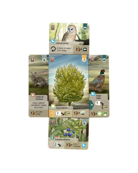 Forest Shuffle - Dartmoore