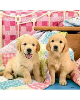 Puzzle 3x49 piezas - Cachorros - Ravensburger