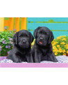 Puzzle 300 piezas XXL - Vida de Perritos - Ravensburger